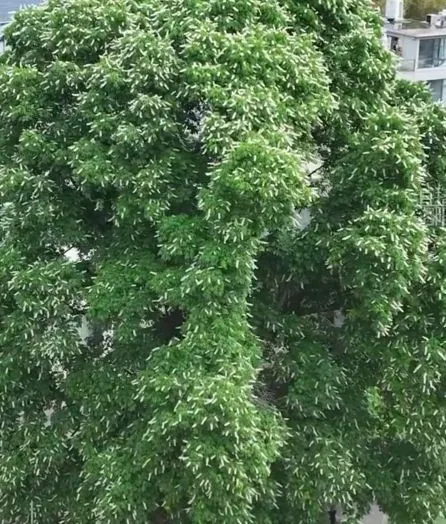 The Millennium Bodhi Tree in Henan Blooms, Full of Zen Atmosphere