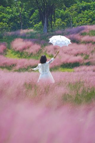 園博園粉黛亂子草開了，花期到10月中，美暈了，快衝…