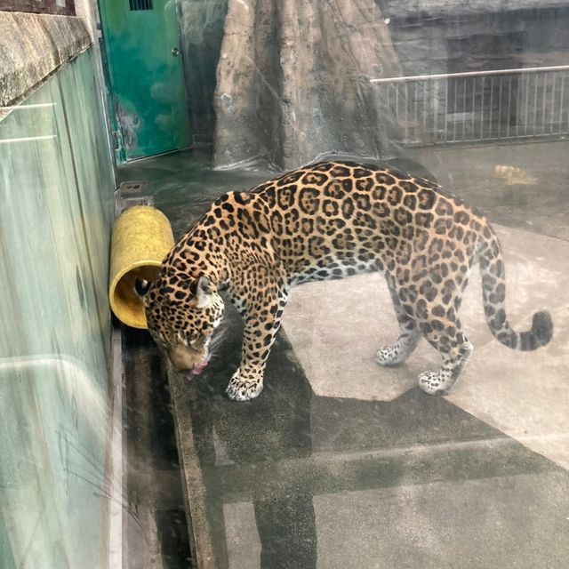 シロクマクレープ　天王寺動物園