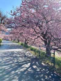 伊豆＊みなみの桜と菜の花祭り