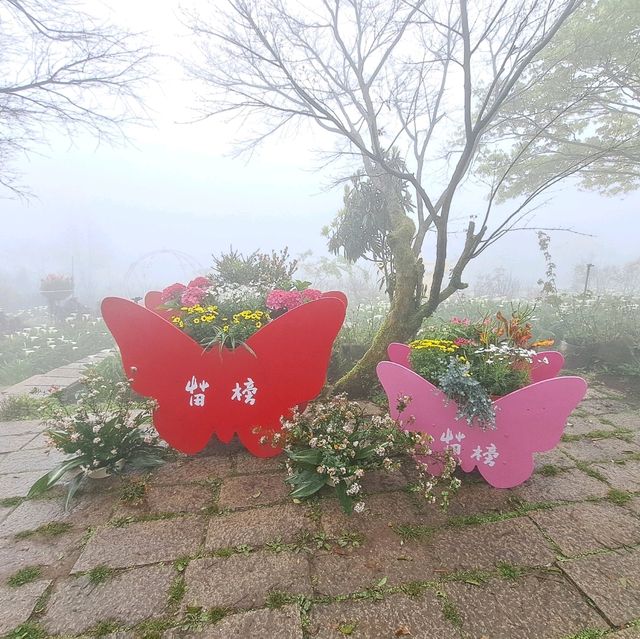 陽明山櫻花盛開啦！到處人山人海，大推苗榜餐廳驚豔的好吃