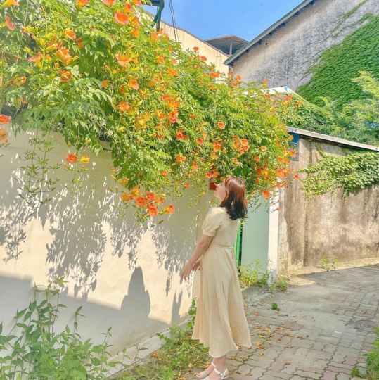 공주의 능소화 맛집들🧡