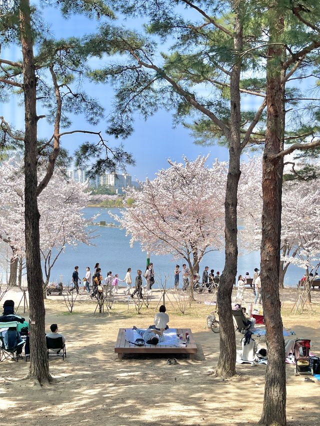 수원 벚꽃명소 🌸만석공원🌸