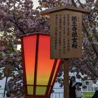 造幣局桜の通り抜け、桜は既に散り始め、有終の美