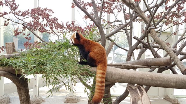 Everland Theme Park, Yongin