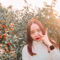 JEJU TRIP