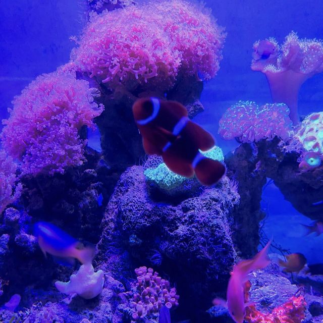 Jakarta Aquarium