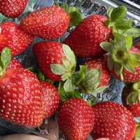 CAMERON HIGHLANDS TRIP 🍓