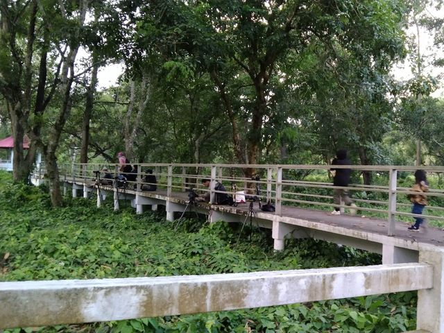 ดินแดนหิ่งห้อยนับแสน ณ ปราจีนบุรี