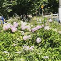 茶屋ヶ坂公園あじさい園 