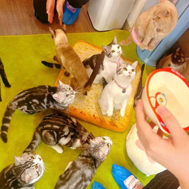 Many Mo Cafe Many Mo Cafe