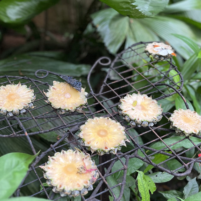 Butterfly Farm