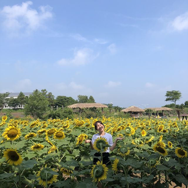 제주 해바라기 농장 ‘김경숙해바라기농장’