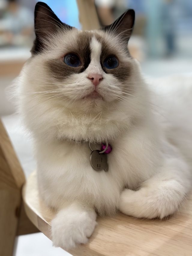 一家大細開心嘅喵喵cafe-「😺URBAN cafe」