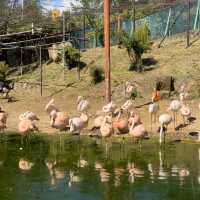 え！？無料の動物園！？