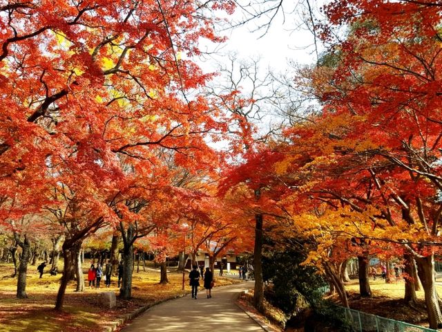 The autumn at Nara Deer Park