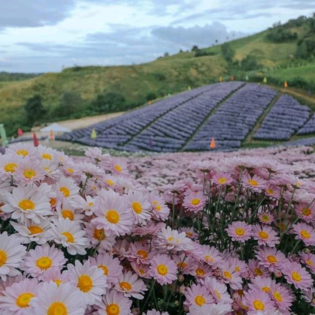 ไฮเดรนเยีย คาเฟ่ เขาค้อ - Hydrangea Cafe 