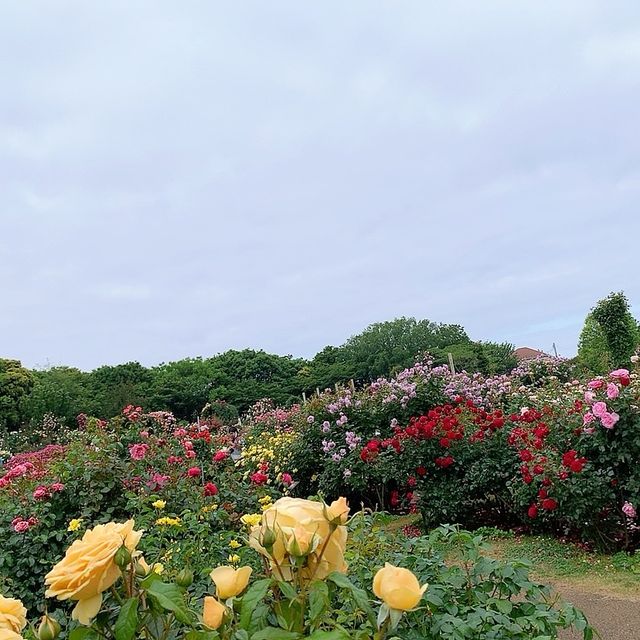 ロザリアン憧れの地　京成バラ園