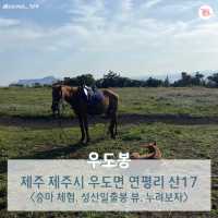 여행카드뉴스로 보는 뚜벅이 제주도 2박 3일 코스