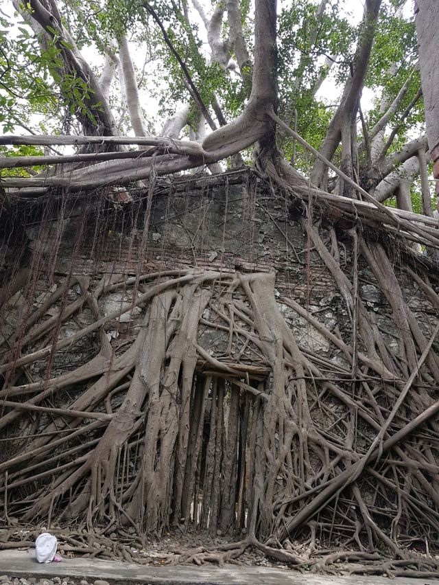 💕 Anping Tree House