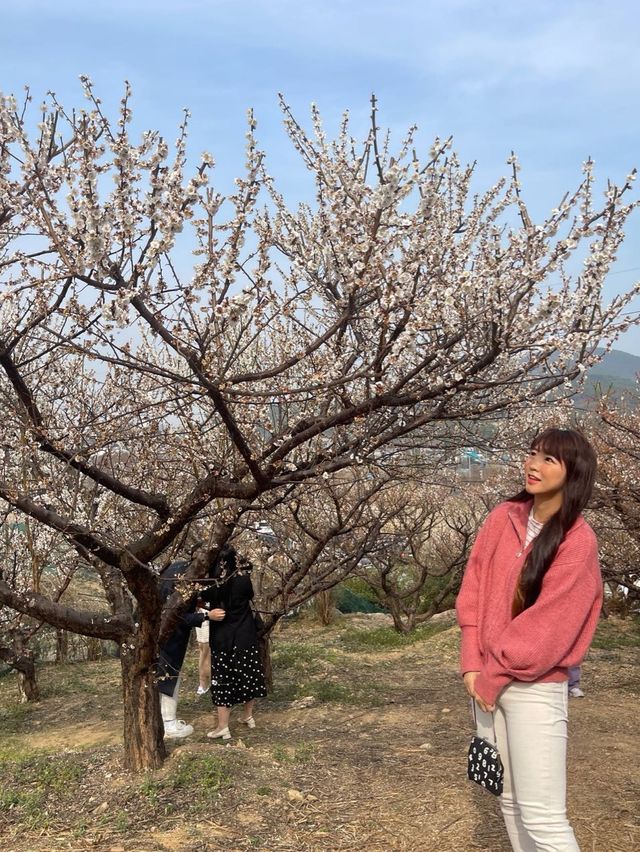 부산에서 매화꽃이 가득한곳 !!! 