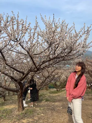부산에서 매화꽃이 가득한곳 !!! 