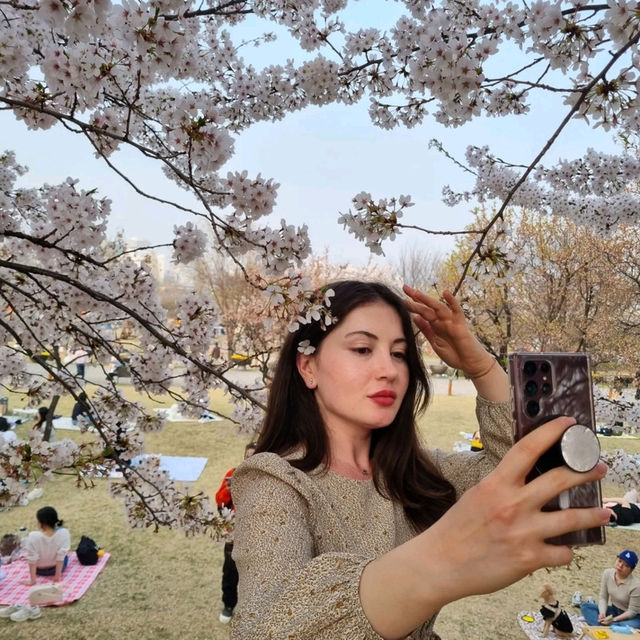 여의도공원 벚꽃 시즌에 여의도공원 방문하면 예쁜 사진들 많이 찍을 수 있습니다 😍