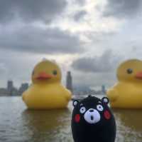 四遇鴨鴨Rubber Duck🤣