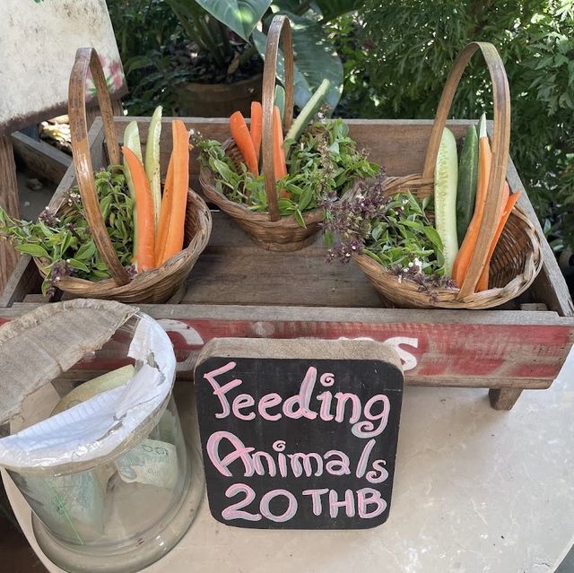 พาเด็กๆเรียนรู้ธรรมชาติ ที่ Ginger Farm เชียงใหม่