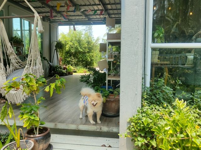 พาน้องหมามาหายใจทิ้งที่คาเฟ่นี้กัน  อยู่อัมพวานี้เอง