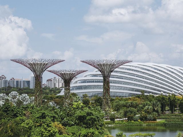 留有一點遺憾的擎天樹之旅