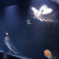 都内にある水族館！