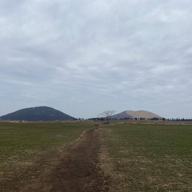 제주시 코스 추천, 삼무국수먹고 새별오름 나홀로나무🌳