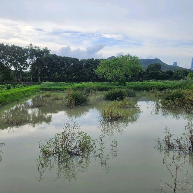 極具保育價值嘅塱原自然生態公園之生態區
