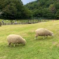 シープドッグショーの牧羊犬ソフィちゃんの働きぶりがすごすぎる六甲山牧場の【南エリア】