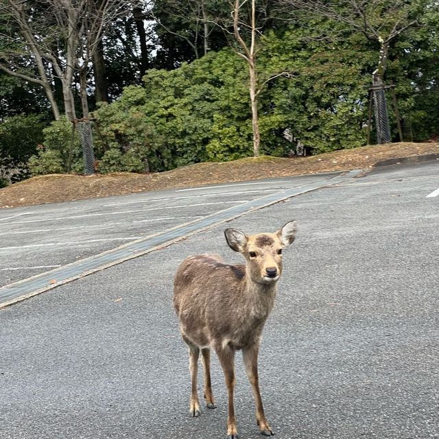 若草山
