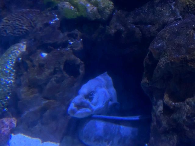 Amazing Animals at Ocean Park Hong Kong! 