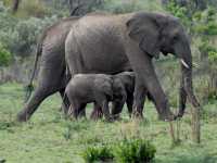 東非masai Mara 帳幕酒店動物大遷徙