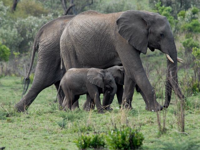 東非masai Mara 帳幕酒店動物大遷徙