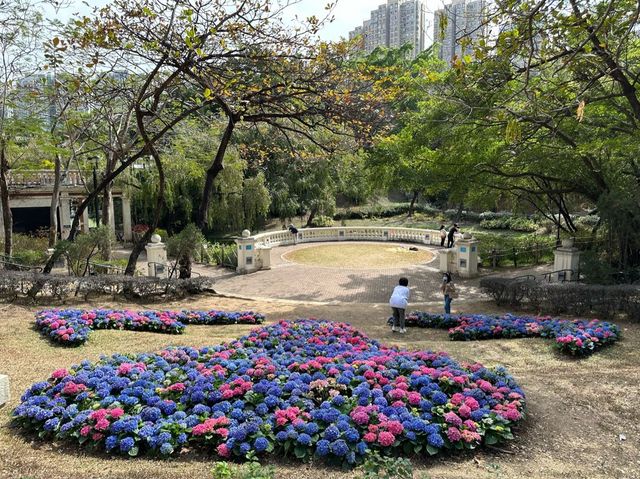 本地遊 | 坐港鐵遊香港 | 青衣站 | 兩個繡球花打卡熱點