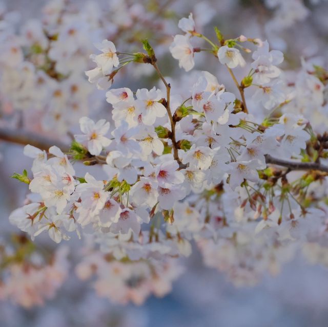 【東京】ついに始まった隅田川の桜祭り