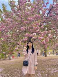 앞으로 2주 뒤 만날 수 있는 탐스런 겹벚꽃 세상🌸