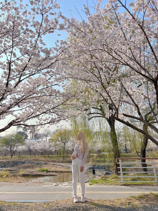 하남 덕풍천에 찾아온 봄🌸