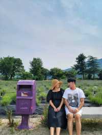 이제 곧 만개할 경남권 라벤더, 거창허브빌리지🪻💜