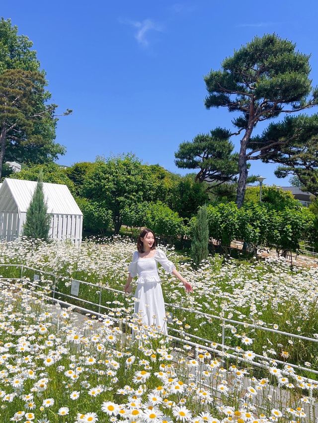 샤스타데이지는 강화 마호가니💛