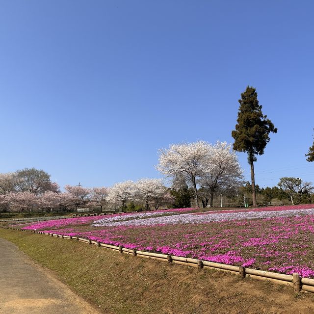 東京近郊景點 – 秩父羊山公園