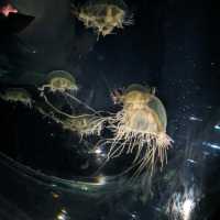 【ぜひ遊びに行って欲しい！】大阪最大の水族館