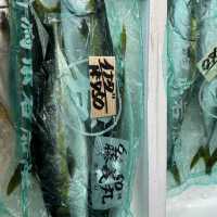 Super fresh sashimi tasting in Niigata 