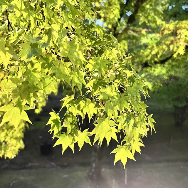 【京都】世界遺産のお寺でライトアップ✨