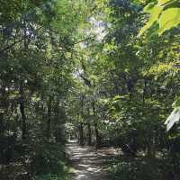 茶屋ヶ坂公園あじさい園 